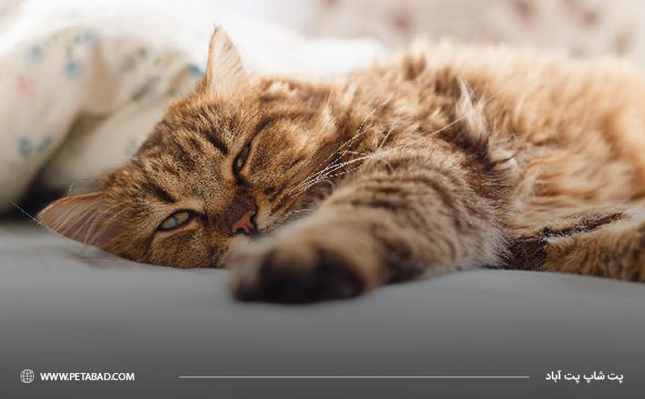 دلایلی وجود دارد که گربه خارج از ظرف ادرار می کند