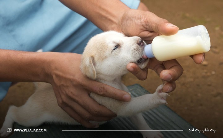 بهترین برند شیر خشک توله سگ