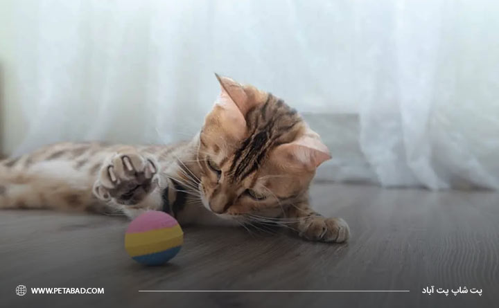 بازی کردن با گربه بنگال