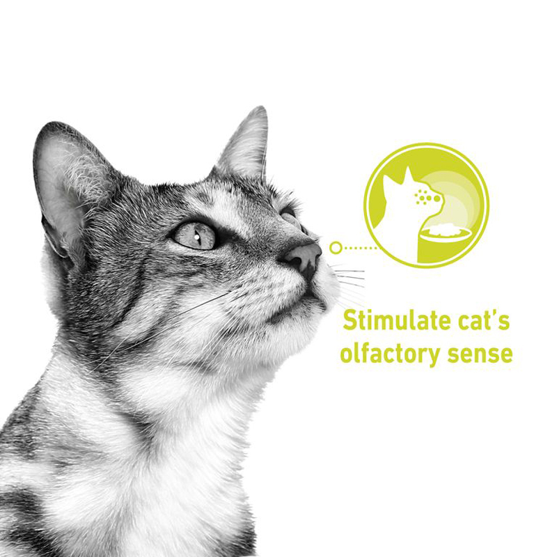  تصویر توضیحات پوچ رویال کنین مناسب برای گربه های حساس به مزه Royal Canin Sensory Smell 