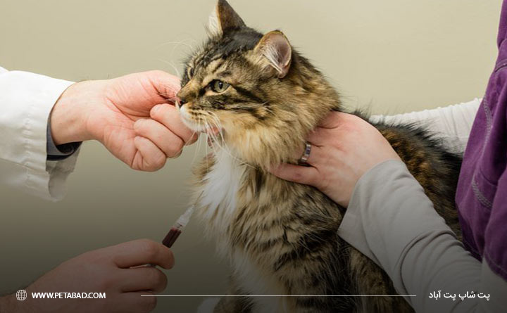 درمان کم‌خونی در گربه