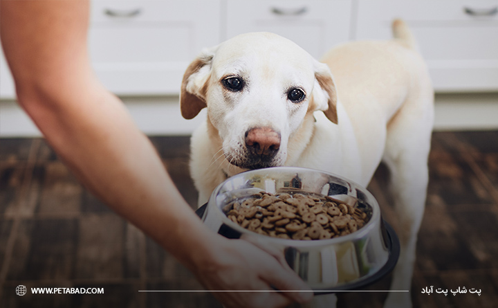مواد مغذی در غذای خشک سگ 