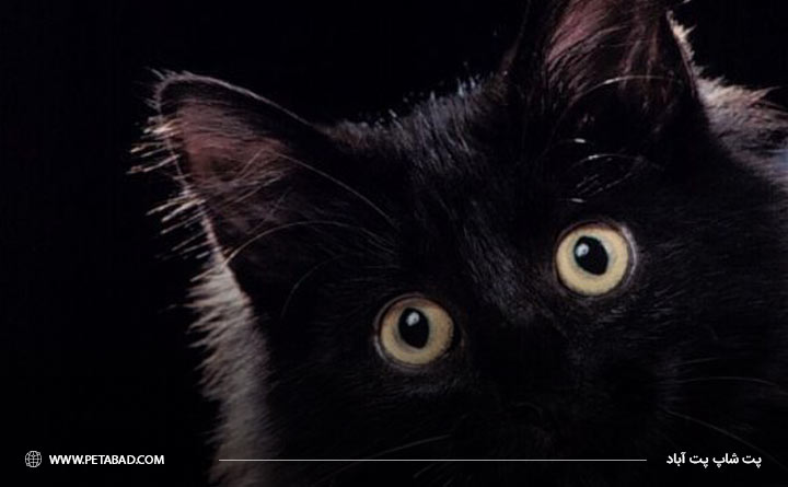 چشم گربه دید در شب و تشخیص سایه ها را دارد