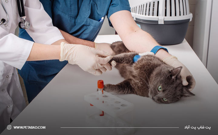 آزمایش خون از گربه برای تشخیص کم کاری تیروئید