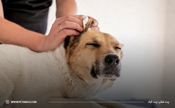 پیشگیری از عفونت قارچی در سگ