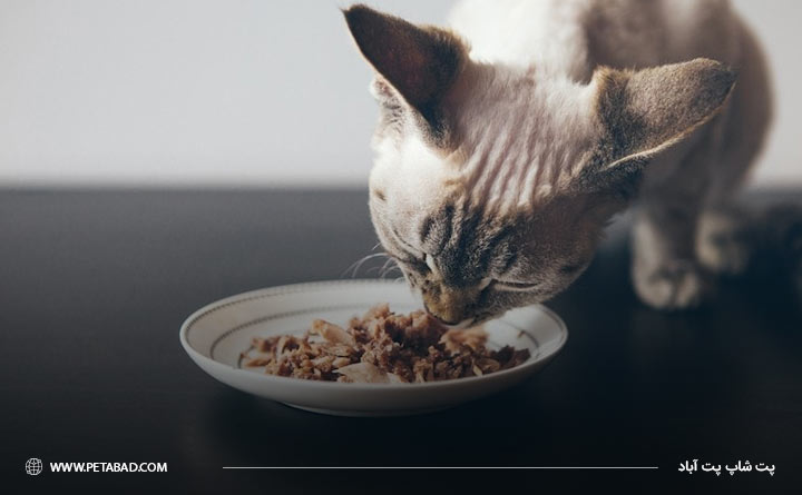 رژیم غذایی گربه عقیم شده