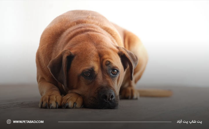 تاثیر تنهایی در استرس سگ