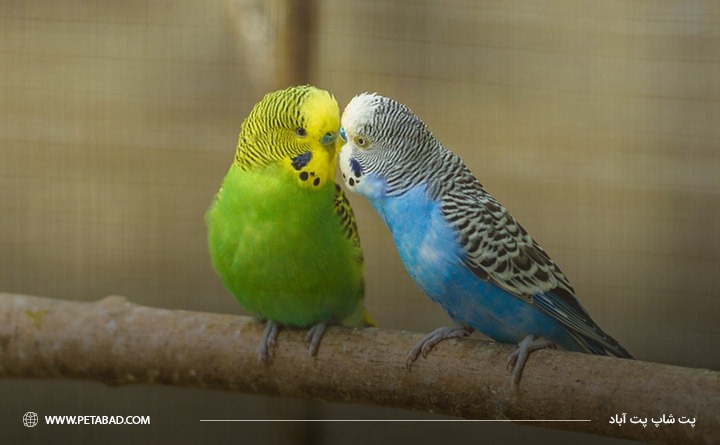 بهترین پرنده خانگی برای کودکان: بادجی