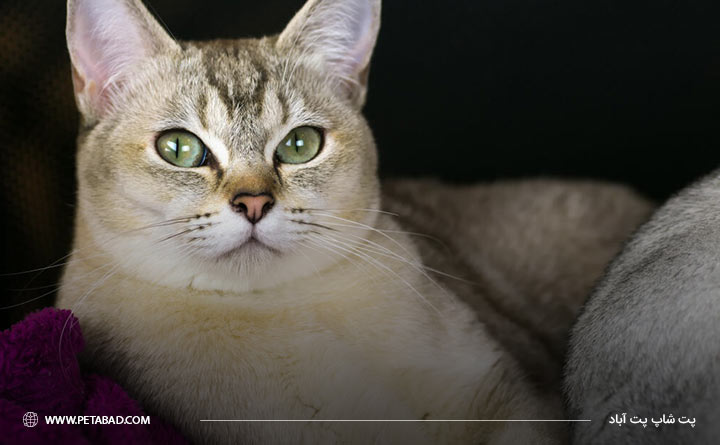 مراقبت از گربه برمیلا