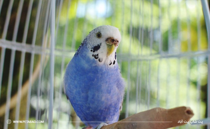 بهترین حیوان خانگی برای آپارتمان: پرندگان