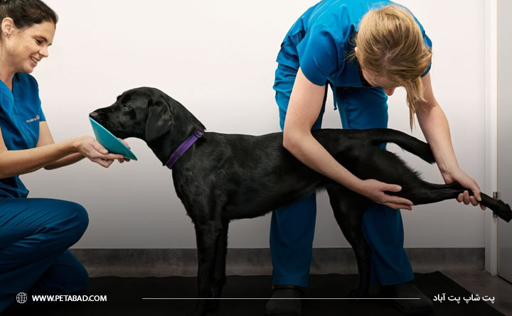 روش‌های غیر جراحی درمان بیماری دیسپلازی سگ