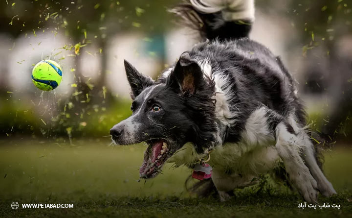 مزایای ورزش برای سگ های خانگی