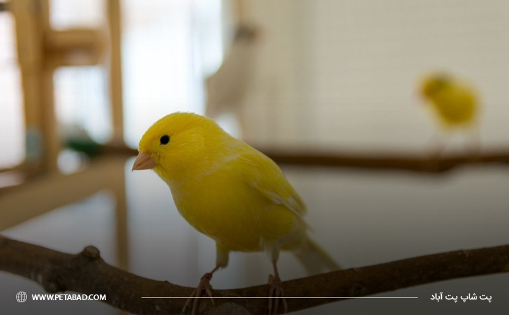 قناری آرام ترین پرنده خانگی
