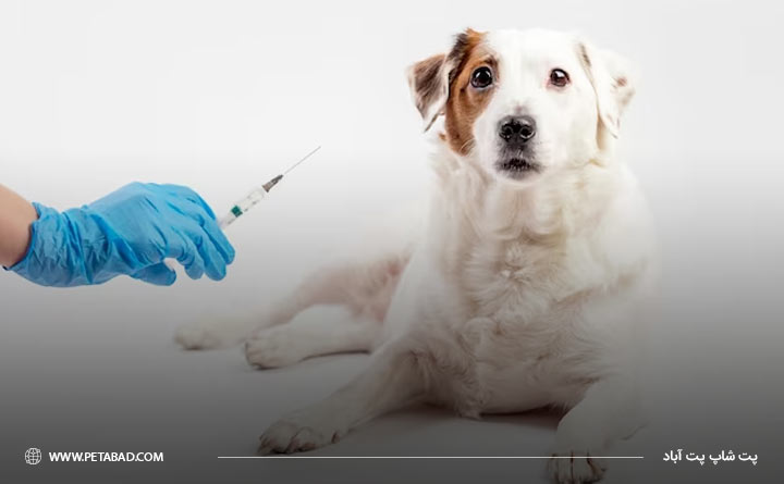 واکسن‌های غیر ضروری برای سگ‌ها