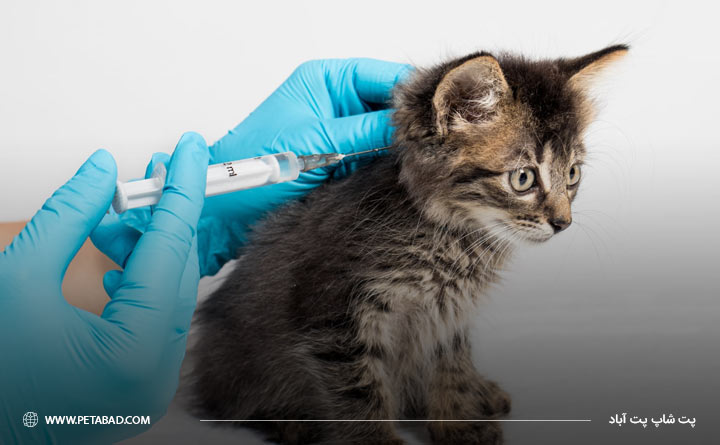 آشنایی با برنامه زمانی واکسیناسیون گربه