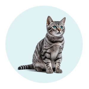 list item image