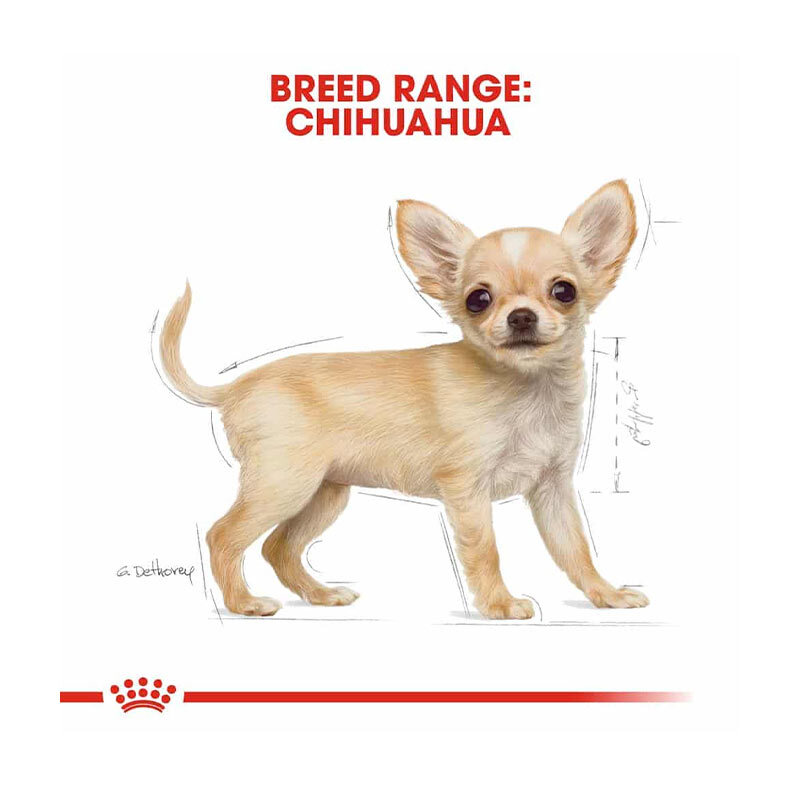  تصویر نژاد غذای خشک توله سگ نژاد شیواوا رویال کنین Royal Canin Chihuahua Puppy وزن 1.5 کیلوگرم 