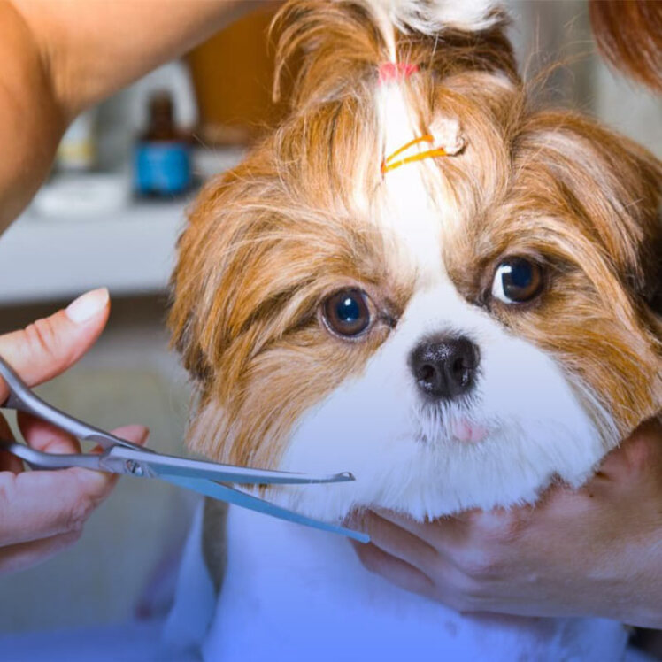 همه چیز در مورد آرایش و بهداشت سگ ها