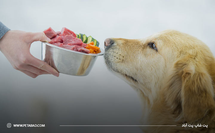 تغذیه مناسب سگ برای کاهش عوارض واکسیناسیون سگ