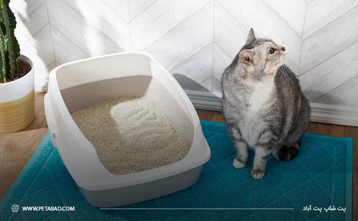 راه های آموزش به گربه برای دستشویی در ظرف خاک
