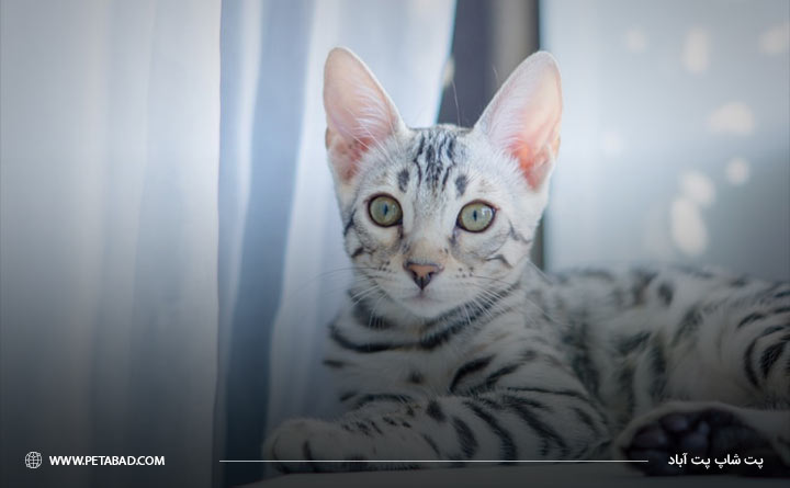 سر و صورت گربه بنگال