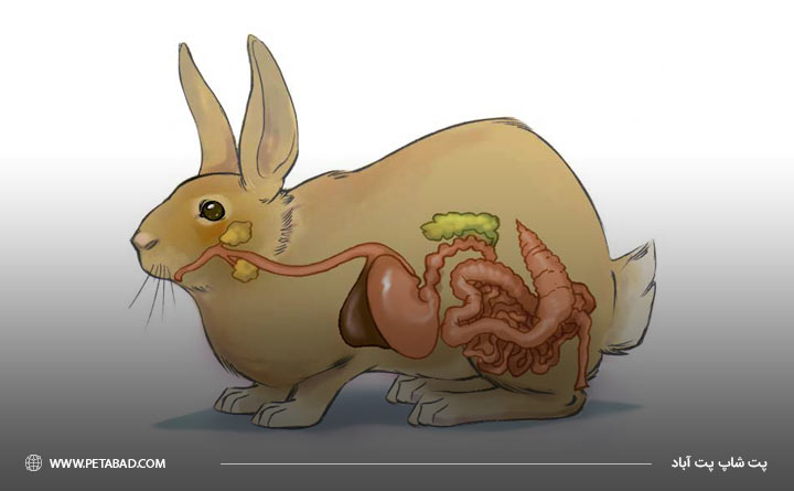 شناخت آناتومی بدن خرگوش