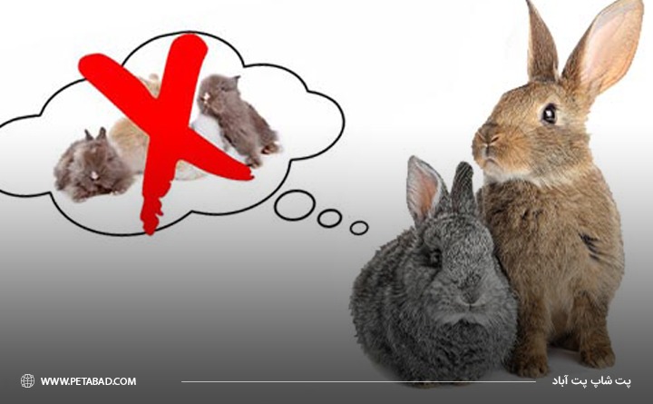 عقیم ‌سازی خرگوش 