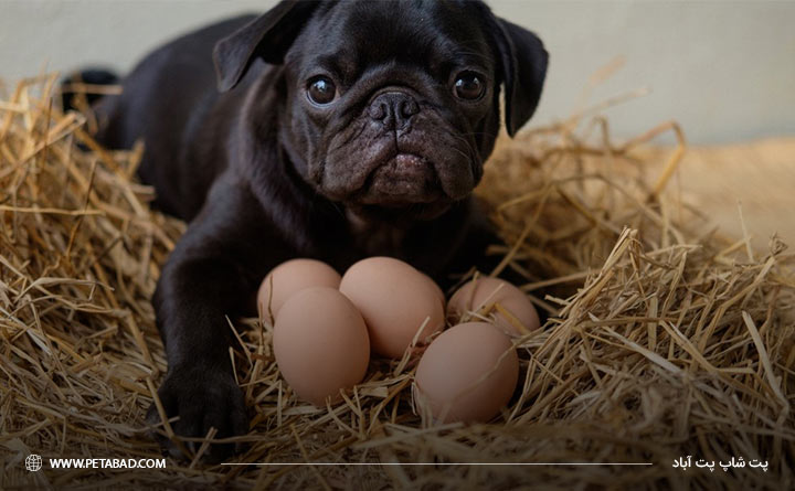 مصرف تخم مرغ به عنوان منبع پروتئین برای سگ