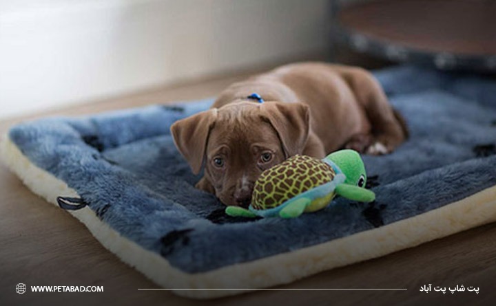 نحوه تشخیص علائم درد در توله سگ‌ها