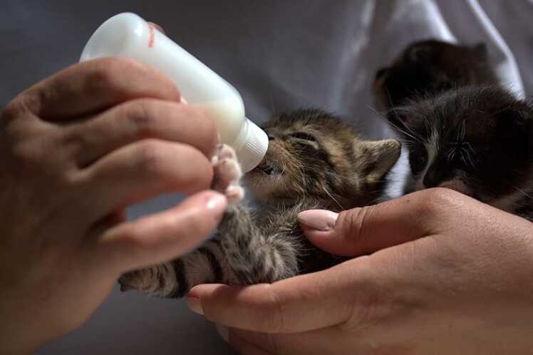 هر آنچه که باید قبل از خرید شیر خشک بچه گربه بدانید