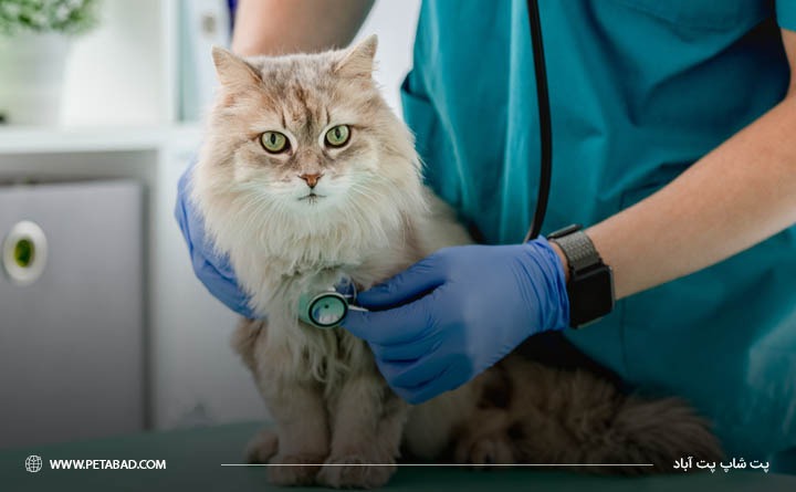 پیشگیری از ابتلا گربه به اسهال