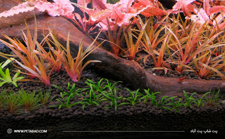 نکات مهم حین خرید بستر آکواریوم