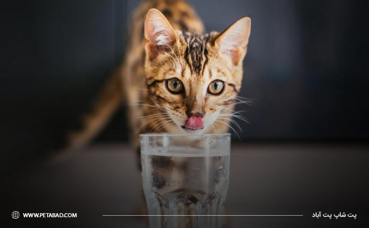 نیاز گربه به آب در زمستان