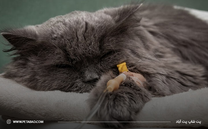 آشنایی با بیماری سرطان کبد در گربه