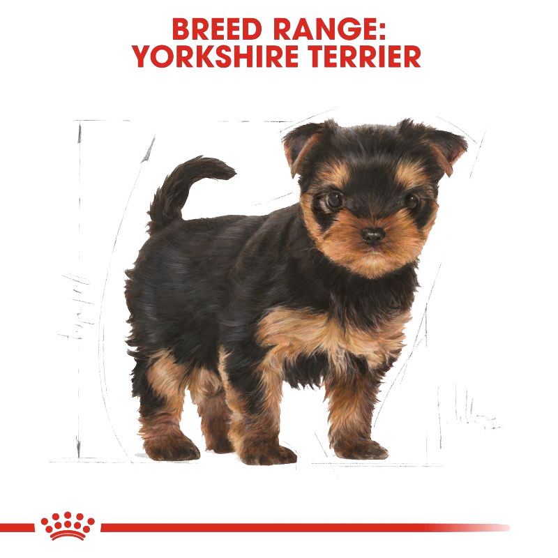  عکس تبلیغاتی غذای خشک سگ رویال کنین مدل Puppy Yorkshire Terrier وزن 1.5 کیلوگرم 