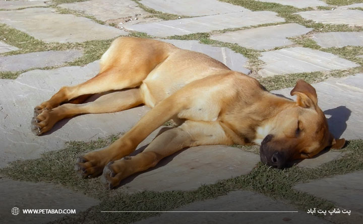 گرمازدگی در سگ؛ چگونه بفهمیم سگمان مریض است؟