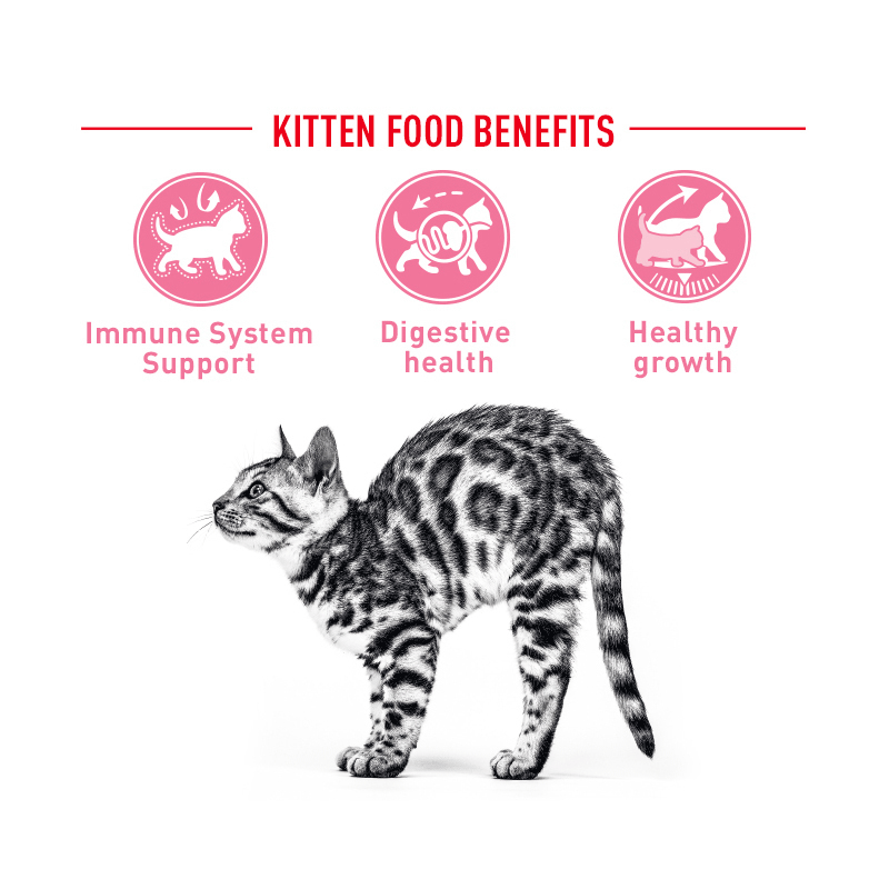  تصویر توضیحات ویژگی غذای خشک بچه گربه رویال کنین مدل Kitten وزن 1 کیلوگرم 