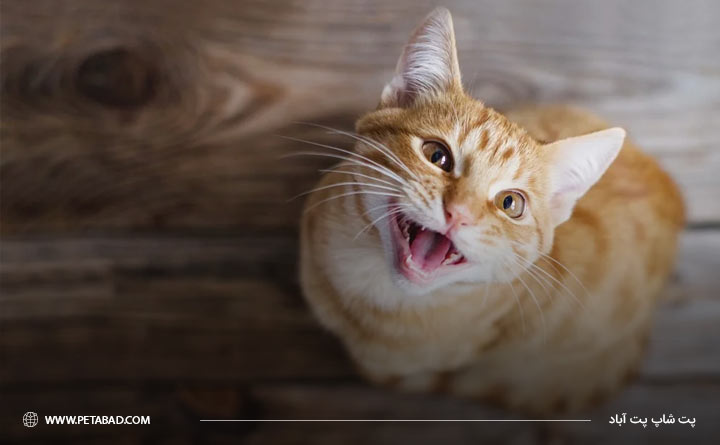 علائم استرس در گربه