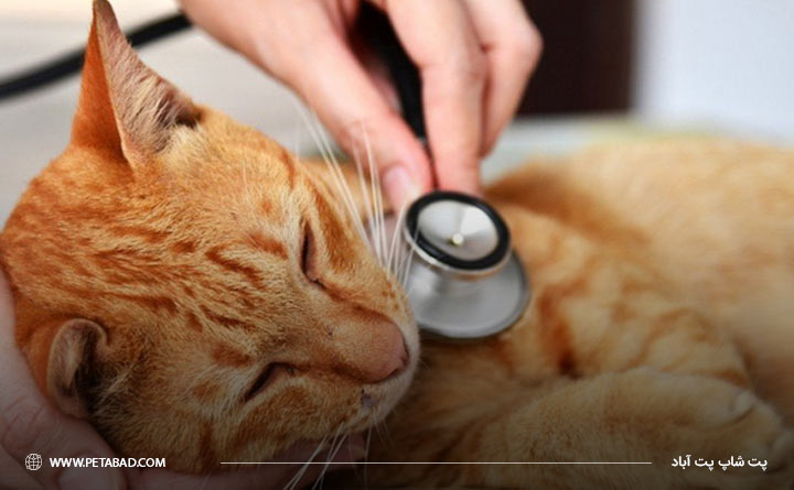 بیماری پنومونی گربه چیست؟