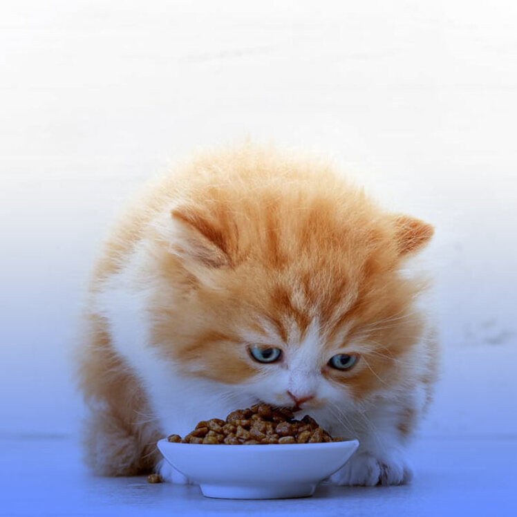 راهنمای خرید غذای بچه گربه