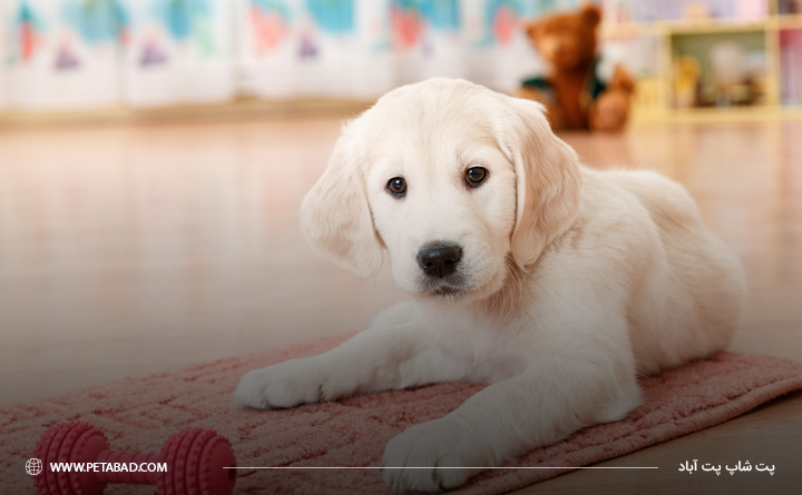 بازی کردن از توله سگ