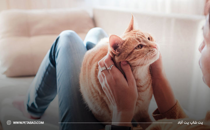 بررسی وضعیت روحی و روانی گربه