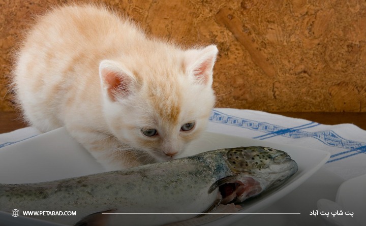 غذای خون ساز مخصوص گربه