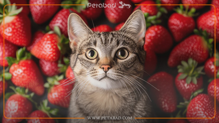 غذاهای سمی برای گربه‌ | لیست غذاهای ممنوعه و اشتباهات رایج سرپرستان!