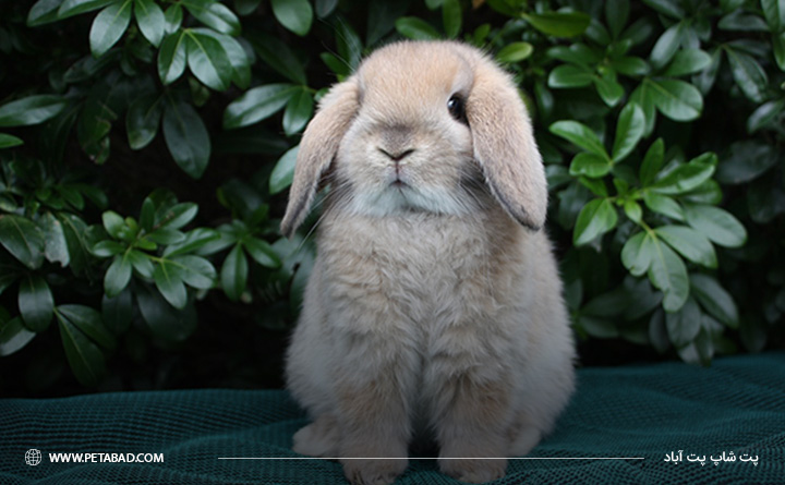 خرگوش پشمالو