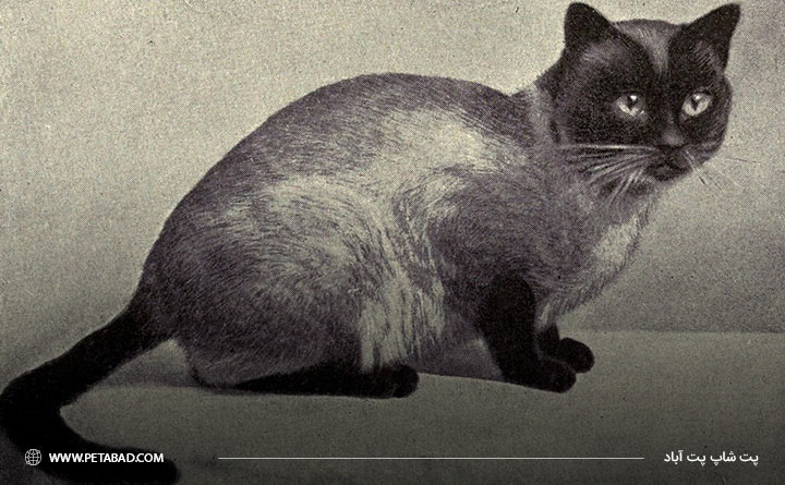 تاریخچه نژاد گربه سیامی 