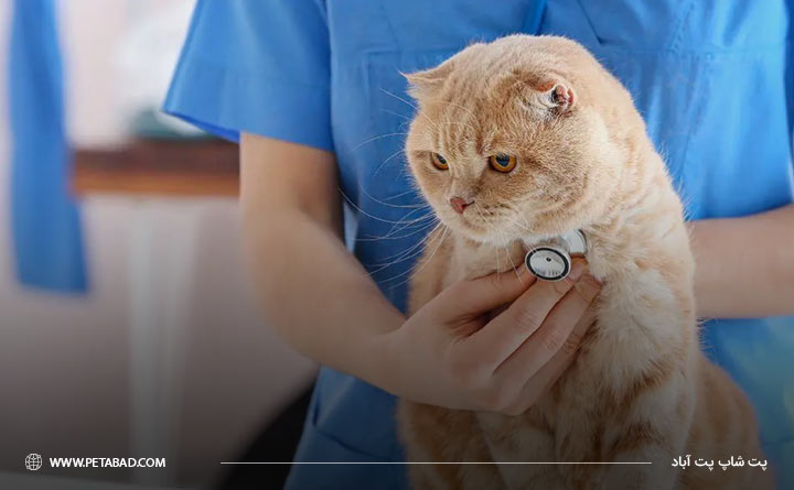نحوه تشخیص بیماری قلبی در گربه 