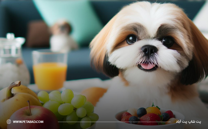 سگ شیتزو چه میوه ای می خورد