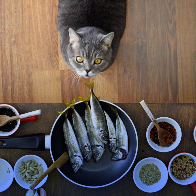 غذای خشک گربه از چی درست میشه؟