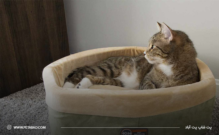 بهترین بستر گربه را انتخاب کنید 